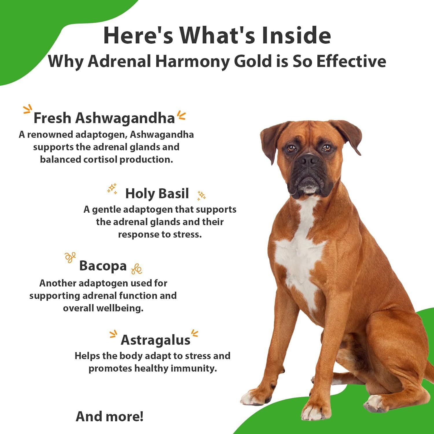Pet Wellbeing Adrenal Harmony Gold For Dogs Natural Support For