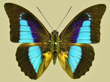 Prepona for collectors | Prepona werneri, brooksiana females