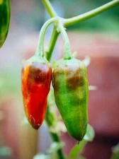 20 Fish Pepper Seeds organic & nice heat - rare & variegated **Free S/H **