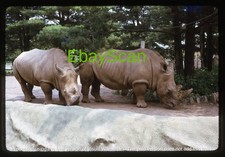 Original Slide - Catskill Game Farm - NY New York - Pair of Rhinos - in 1973