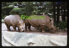 Original Slide - Catskill Game Farm - NY New York - Pair of Rhinos - in 1973