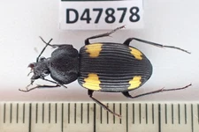 D47878. Insects, Carabidae sp. Vietnam, Nghe An