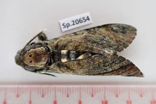 SP20654. Unmounted Insects: Acherontia sp. Vietnam North.