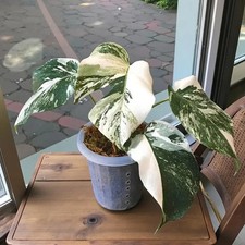 Monstera Albo White Tiger Variegated Very Beauty Healthy Plant