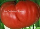 20 Cushaw Native America Squash  & 20 Crnkovic Yugoslavian Heirloom Tomato Seeds