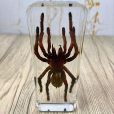 Large Tarantula Insect Taxidermy Clear Acrylic Resin Paperweight Entomology