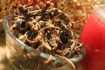 Wild Geranium Root, Cranesbill - Whole Dried Root, Appalachian Mountains Harvest
