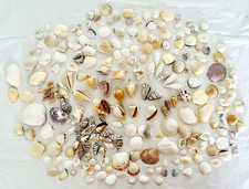 Lot 245 Seashells Assorted Variety Nautical Ocean Beach Wedding Decor Crafts