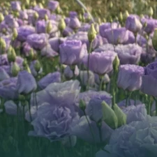 Lisianthus Live Plant, Well Rooted Plugs, Wonderful Color Collections