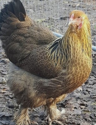 Gold/Blue Gold (Partridge) Brahma Hatching Eggs  (12)