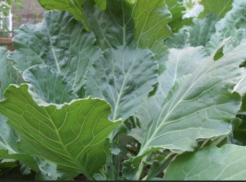 Georgia Collard Seeds | Heirloom | Organic - Picture 2 of 6