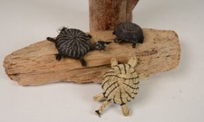 Pima Turtle Baskets - 2 Horsehair and 1 Grass figures   3/4" x 2 3/4"
