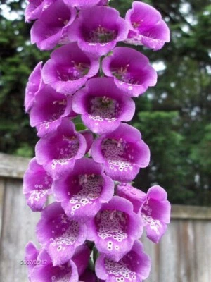 SEEDVILLE USA 1000 PURPLE FOXGLOVE Digitalis Purpurea Flower Seeds