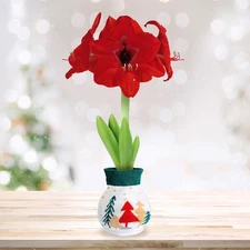 Garden State Bulb Trees Sweater Amaryllis Flower Bulb, Red Lion, 28/30cm