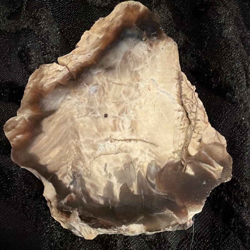 Petrified Wood Slab Rock/Mineral Specimen Display Piece
