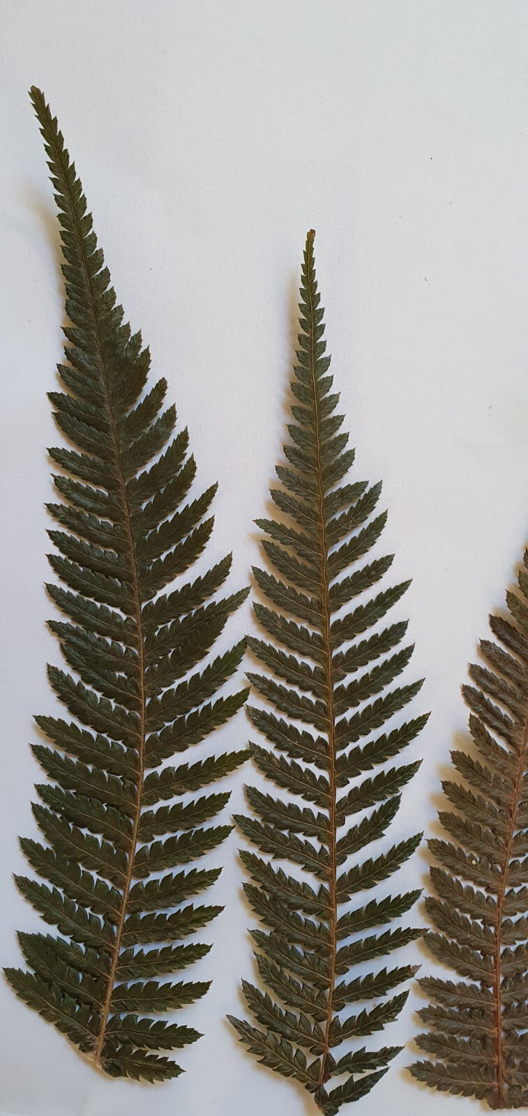 14 x Hand Pressed Dried Green Fern Leaves foliage Botanical Art