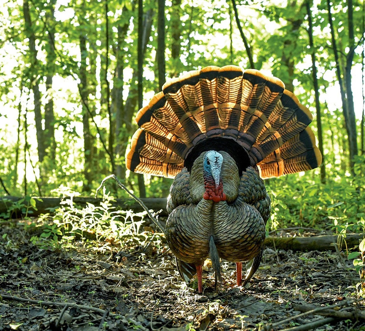 Avian-X X HDR Strutter Turkey Hunting Life-Like Decoy, Multi Color
