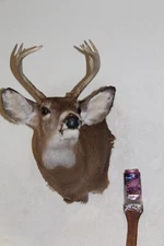 Whitetail Deer Head Shoulder Mount Taxidermy Cape Shed Antler Hunt Mule Rack