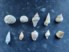 #RR200 Lot of 10 attractive small size approx. 13-27mm land & sea snail shells