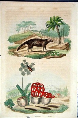 Original alter antiker Druck 1839 H/C Naturkunde *112 Zibet Katze & Botanik