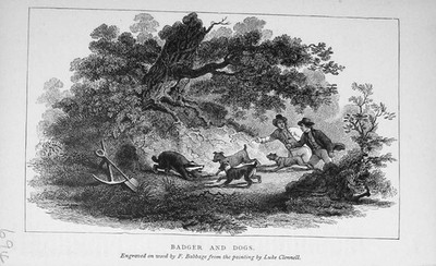 Original alter antiker Druck Dachs Hunde Jagd Land Sport Männer Baily'S 1896