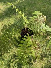 Dicksonia blumei ( mehrtriebig) Rarität Nr.3