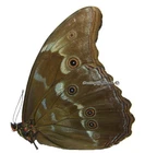 Unmounted Butterfly/Morphidae - Morpho godarti ssp., male, Peru