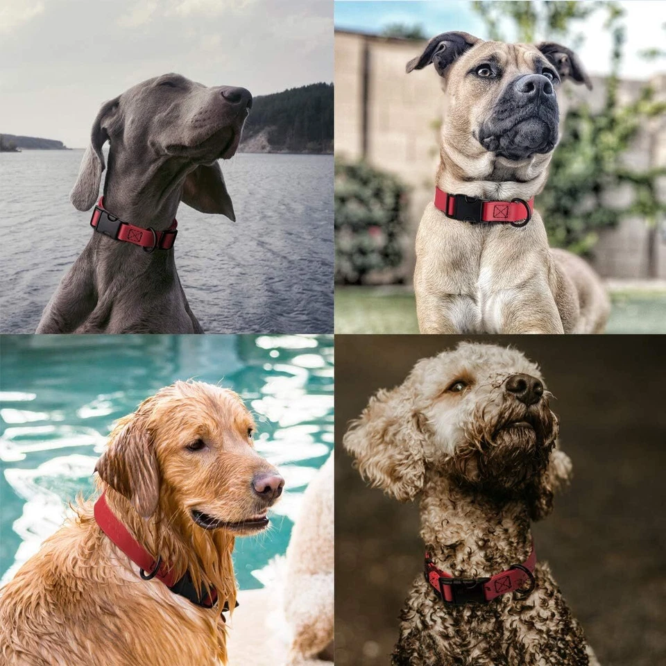 Collar Dogline Biothane Impermeable Perro Liberación Rápida Fuerte Recubrimiento Nylon Correas Foto 4 de 4