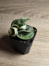 Hoya Carnosa Compacta Outer Variegated Rooted Small Plant