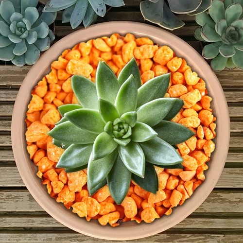 GardenersDream Coloured Plant Pot Garden Gravel - Premium Stones for Decoration - Picture 86 of 109