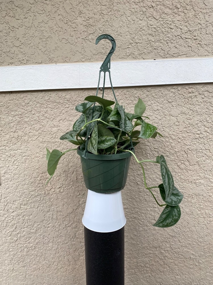 Silver Satin Scindapsus in 8 Inch Hanging Basket