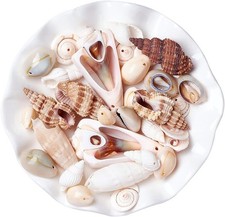 Beach Sea Shell Beads Mix 500g for DIY Crafts and Home Decor