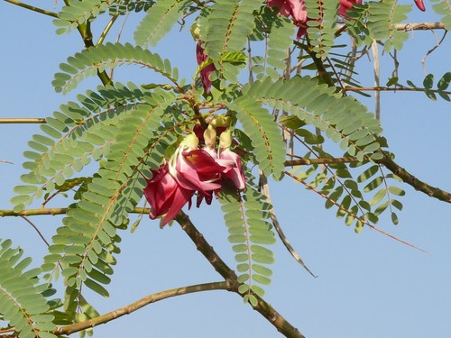 Árbol Colibrí Rojo Sesbania Grandiflora, Glicina Roja - 10 Sementes - Imagen 4 de 5