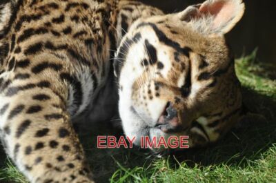 PHOTO  SOUTH WIGHT AMAZON WORLD ZOO OCELOT AN OCELOT ENJOYING THE GOOD WEATHER B