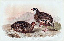 Pavone Dipinto Quaglia Uccello Uccelli Litografia 1880