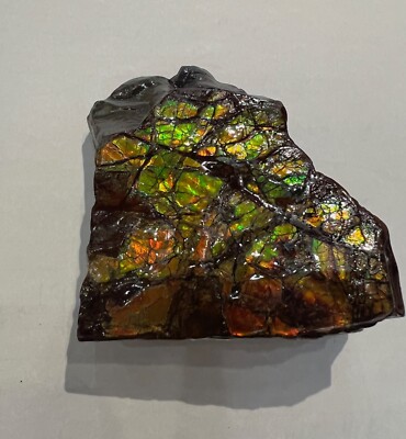 Ammolite Raw Crystal Alberta Ammonite gemstone Green Red 4'' x 3'' long