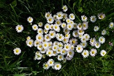5000 Samen Gänseblümchen Bellis perennis Tausendschön Bienenweide Garten Blumen