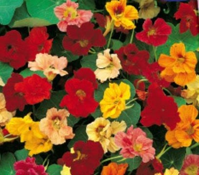32x Kapuzinerkresse Gleam Hybrids mix hochrankend Garten Pflanzen - Samen K340 - Bild 1 von 5