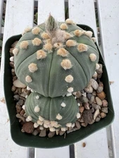 Astrophytum Asterias  Nudum Double Header!