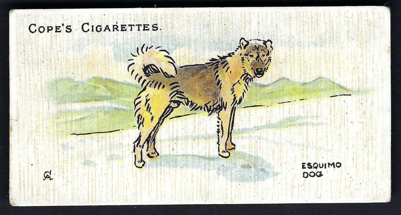 COPE - PERROS DEL MUNDO (INGLÉS) - #50 PERRO ESQUIMO