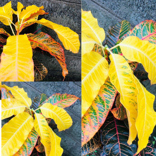 Croton Petra Live Codiaeum Variegatum Croton Raro Colorido 3 pulgadas esquejes 5