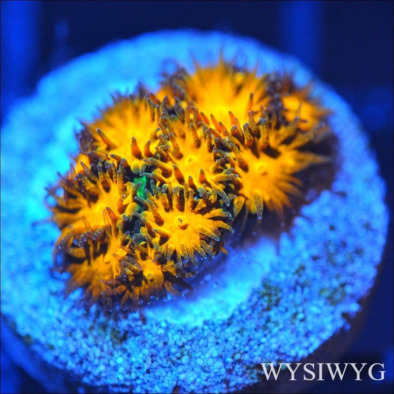 Corals of Eden ~ WYSIWYG Live Coral Frag ~ Fields of Gold Leptastrea Coral