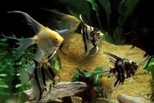4-Pack Mixed Fancy Angelfish 1.5 2 Body Live Freshwater Fish for Aquarium