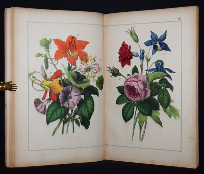 Writer, Thirty Pictures for Visual Lessons. II. THEIL 1873 BOTANY