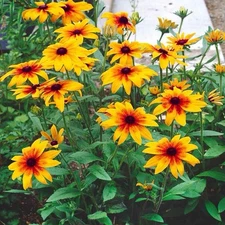 1000+ Gloriosa Daisy Seeds - (Rudbeckia Hirta) | Attracts Butterflies USA SHIP