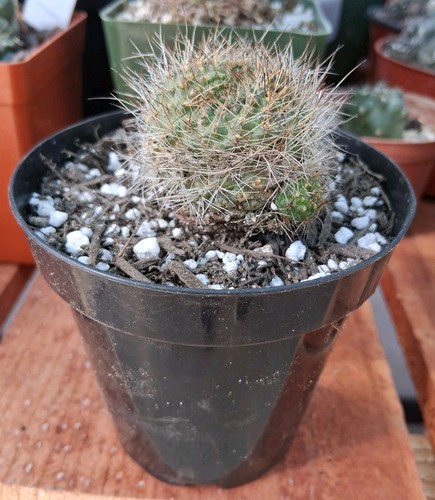 Rebutia padcayensis var. margarethae WR521 (Santa Victoria Jujuy) SEEDS -  Rare C | eBay