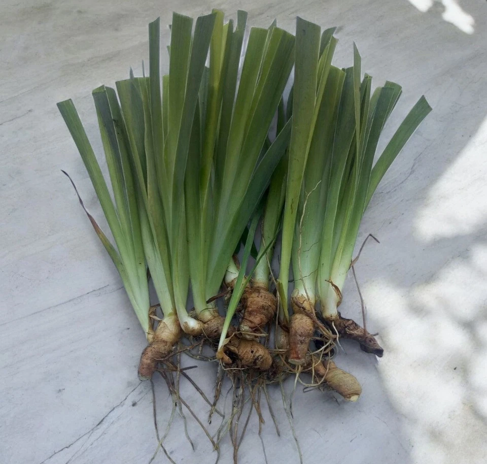 3 Bearded Iris Rhizomes " Spiral Galaxy "   Tall Live Plant Bulbs - Image 4 of 4