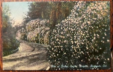 Vintage Postcard 1912 Mile of Roses, Smiley Heights, Redland, California (CA)