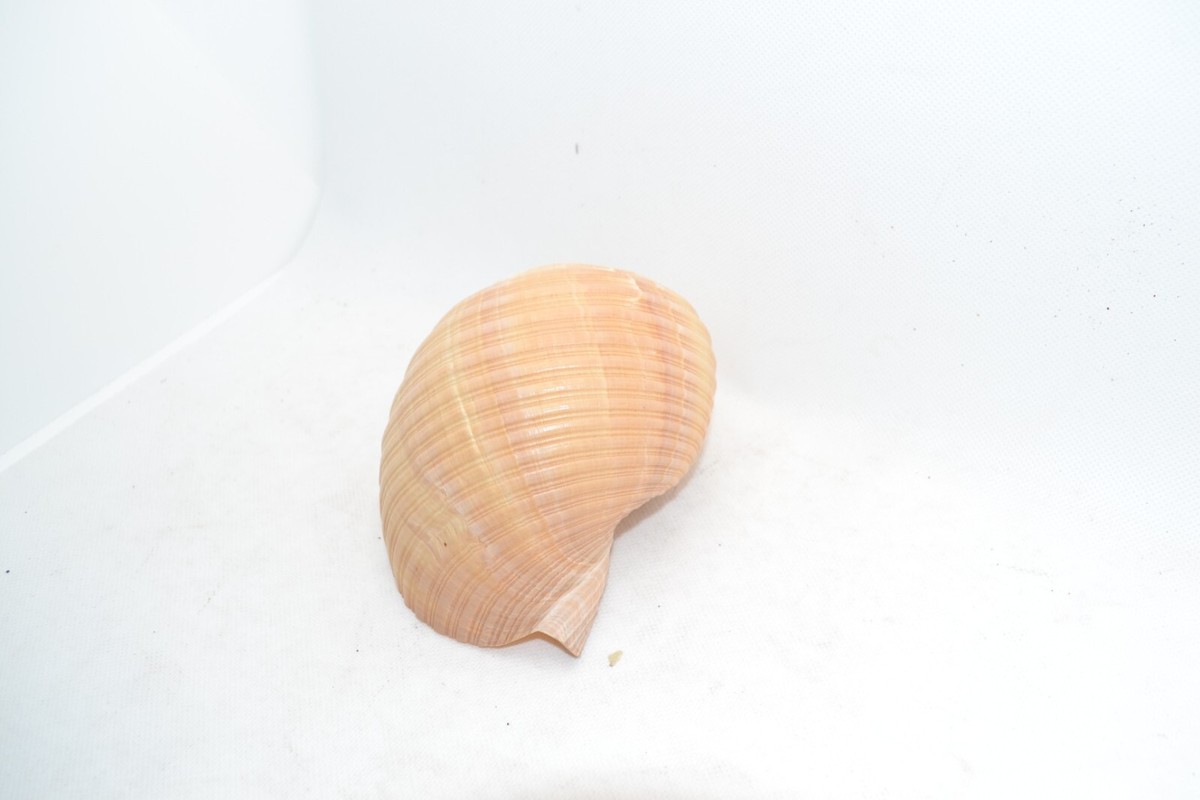 Shell Seashell Lovely Natural Spiral | eBay