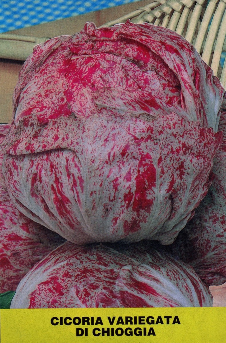 1000 SEMI DI CICORIA ROSSA VARIEGATA DI CHIOGGIA- RADICCHIO- SEMENTI  ORTAGGI | eBay